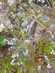 Myosotis