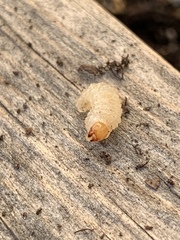 Otiorhynchus sulcatus