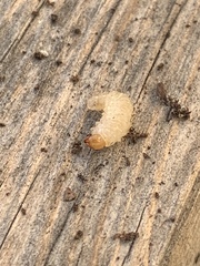 Otiorhynchus sulcatus