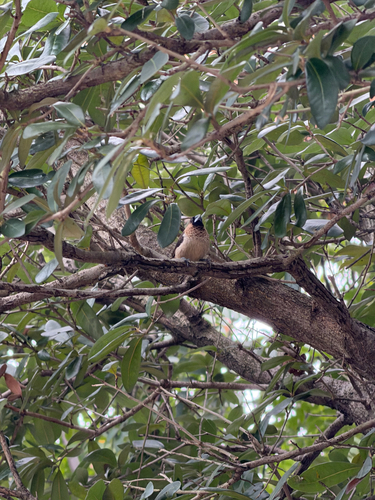 Lonchura striata observed 2026-10-29