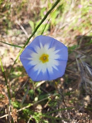 Convolvulus tricolor