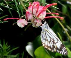 Belenois java teutonia