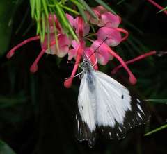 Belenois java teutonia