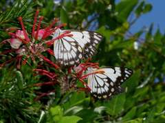 Belenois java teutonia