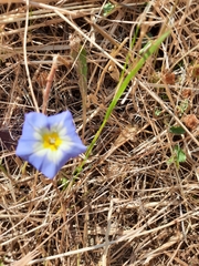 Convolvulus tricolor