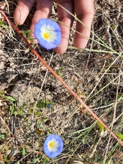 Convolvulus tricolor