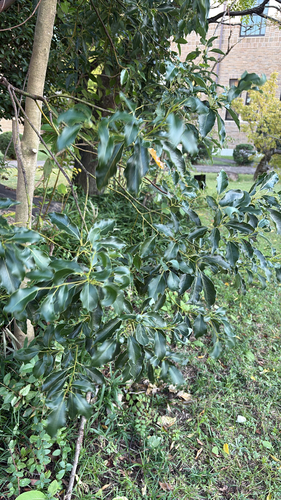 Cinnamomum camphora observed 2026-10-28