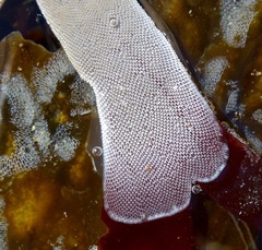 Membranipora membranacea