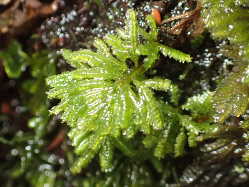 Hypopterygium flavolimbatum observed 2026-10-28