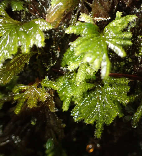 Hypopterygium flavolimbatum observed 2026-10-28