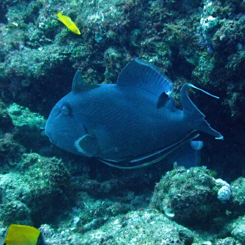 Pseudobalistes observed 2026-10-29