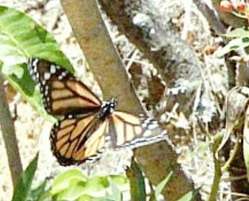 Danaus plexippus photograph by the iNaturalist community