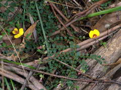 Bossiaea buxifolia