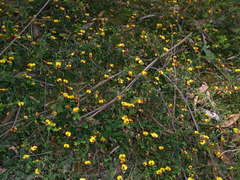 Bossiaea buxifolia