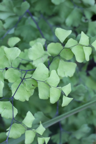 Adiantum capillus-veneris observed 2026-10-28
