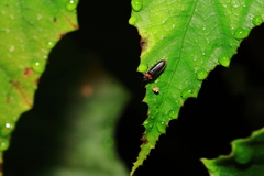 Luciola curtithorax