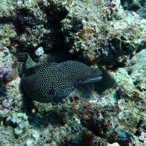 Gymnothorax observed 2026-10-29
