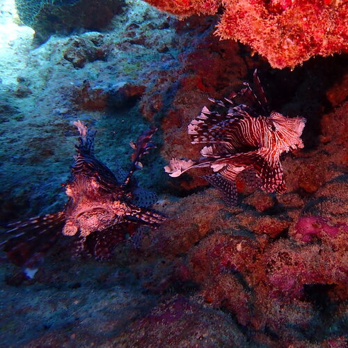 Pterois volitans observed 2026-10-29