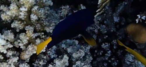 Zebrasoma xanthurum observed 2026-10-28