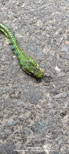 Dendrelaphis observed 2026-10-29