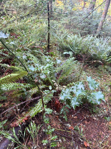 Ilex observed 2026-10-28