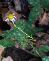 Tripleurospermum inodorum