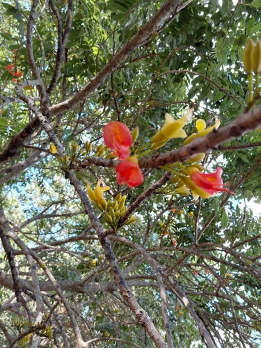 Castanospermum australe observed 2026-10-29