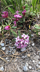 Daphne striata