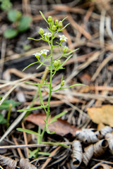 Thesium repens