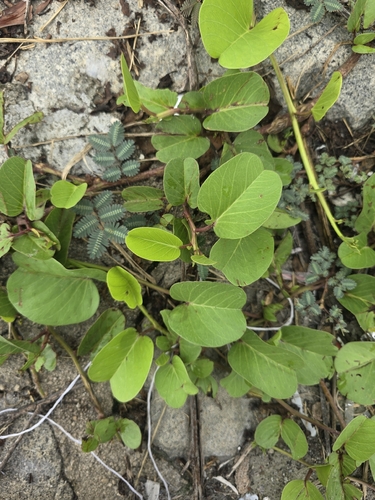 Ipomoea pes-caprae observed 2026-10-29