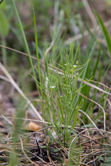 Thesium repens
