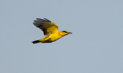 Oriolus chinensis observed 2026-10-29