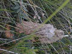 Banksia croajingolensis