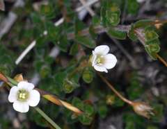 Mitrasacme pilosa stuartii