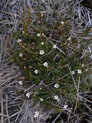 Mitrasacme pilosa stuartii