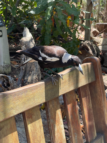 Australian Magpie