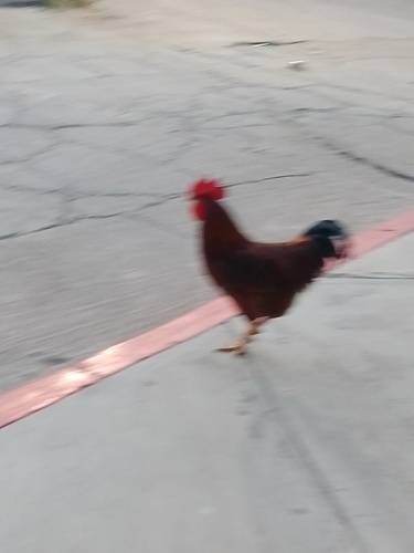 Gallus gallus observed 2026-10-28