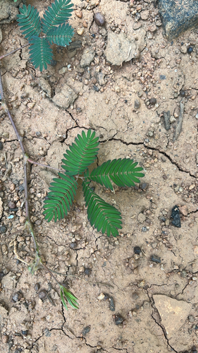 Mimosa pudica observed 2026-10-29