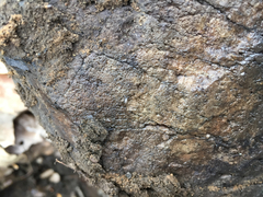Entomobryoidea