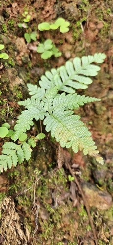 Selaginella observed 2026-10-29