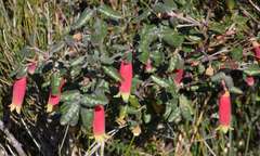 Correa reflexa speciosa