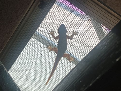 Hemidactylus platyurus observed 2026-10-29