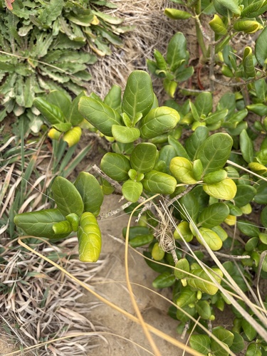 Coprosma observed 2026-10-29