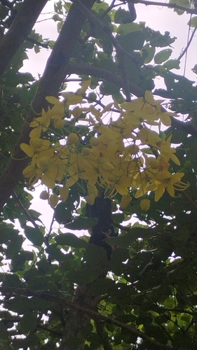 Cassia observed 2026-10-29