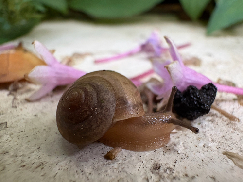 Bradybaena similaris observed 2026-10-28
