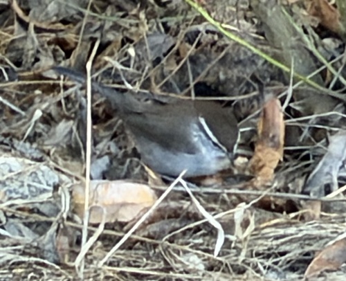 Troglodytes troglodytes observed 2026-10-28