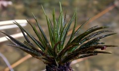 Isoetes lacustris