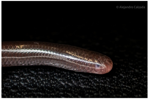 Indotyphlops braminus observed 2026-10-28