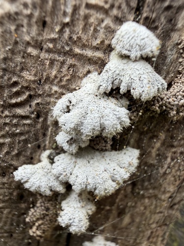 Schizophyllum commune observed 2026-10-29