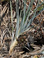 Lomandra glauca